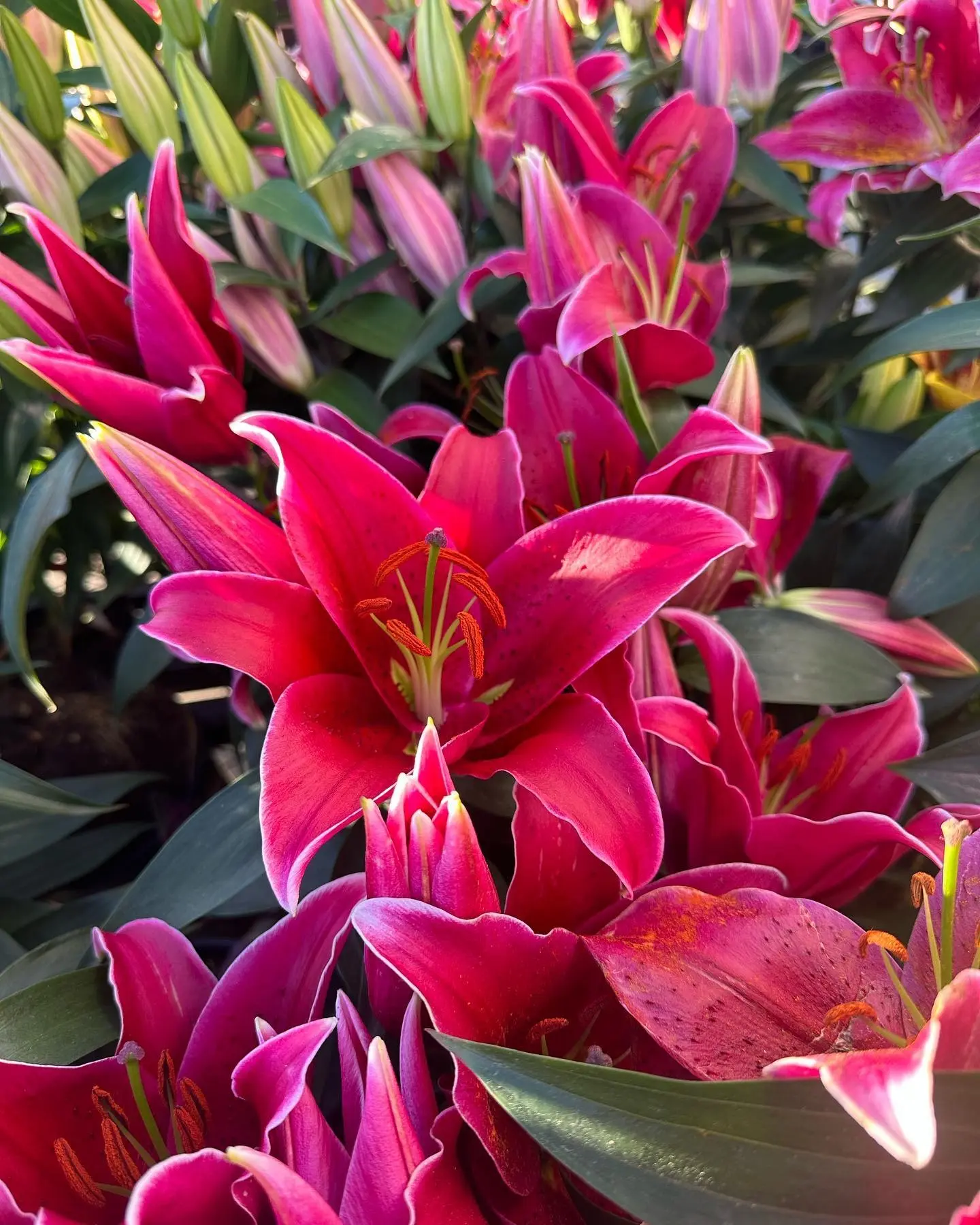 Vibrant blooming lilies in a designed garden bed